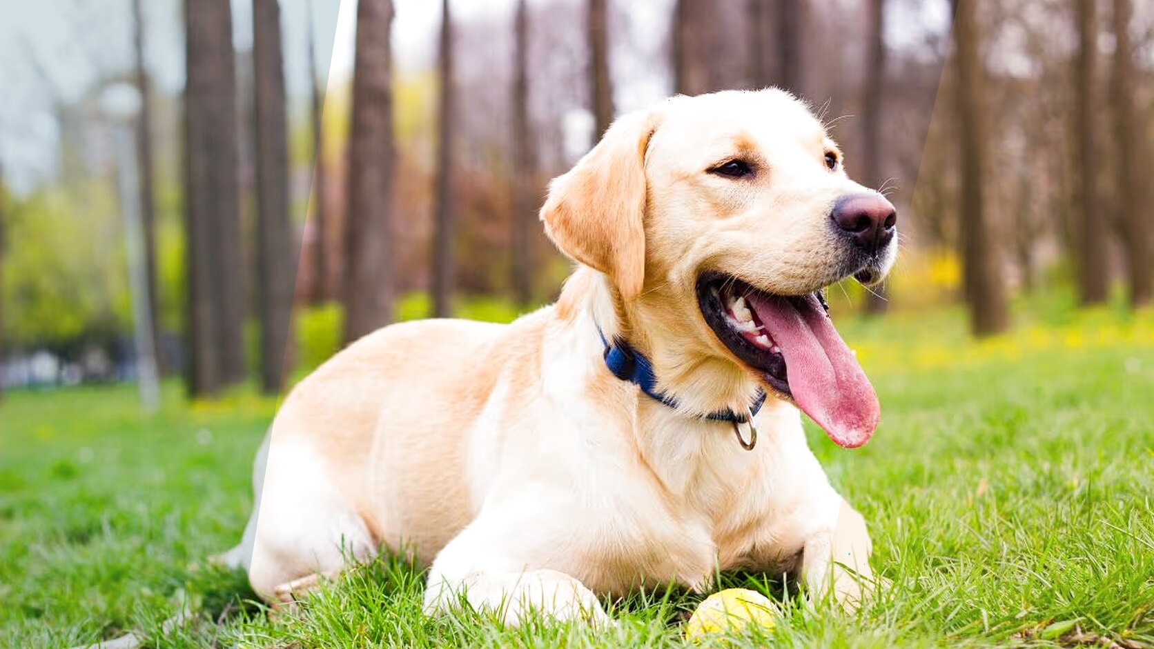 Labrador Puppies for Sale in Florida: What to Expect