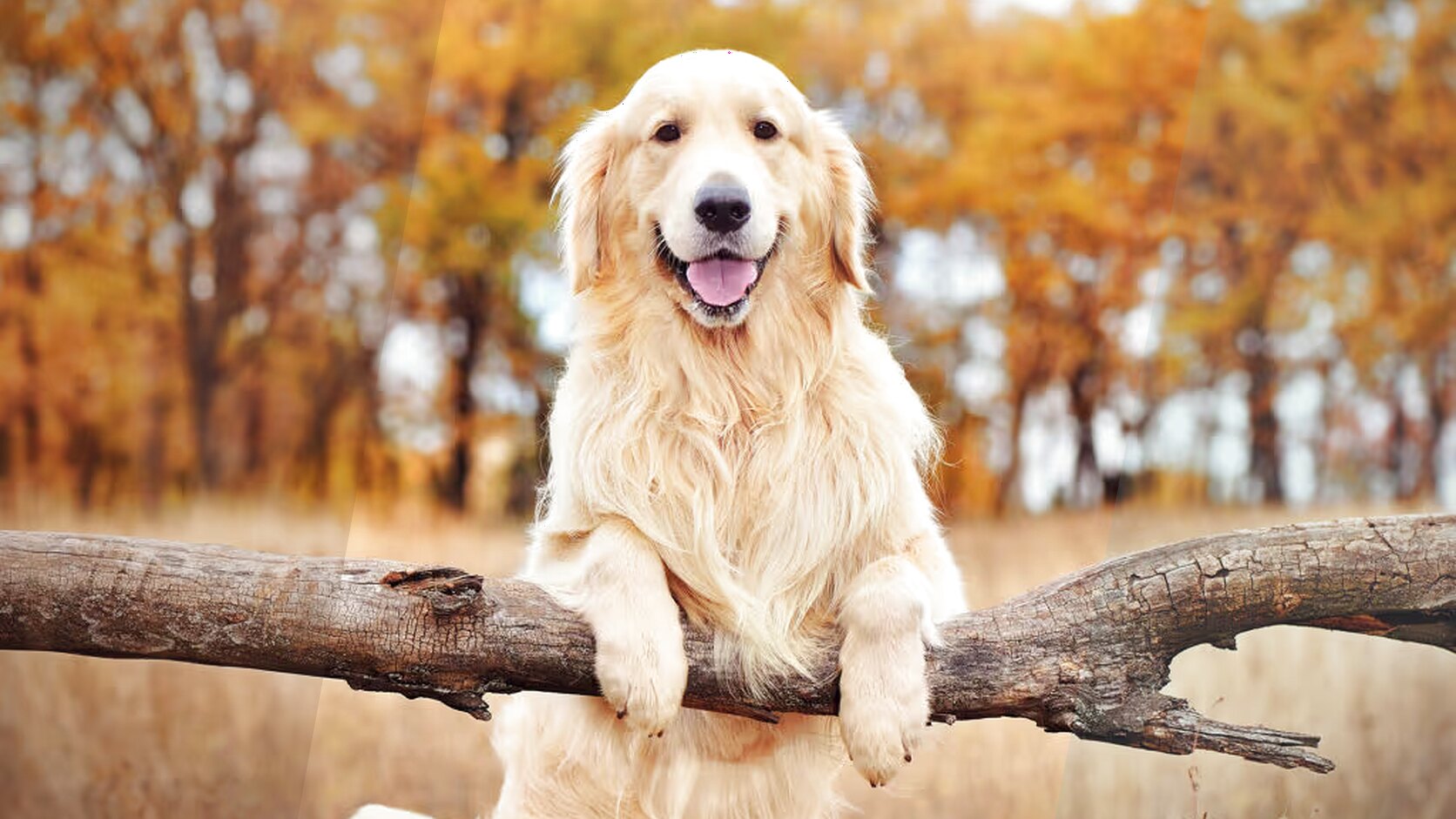 Labrador vs. Golden Retriever: Which One’s Right for You?