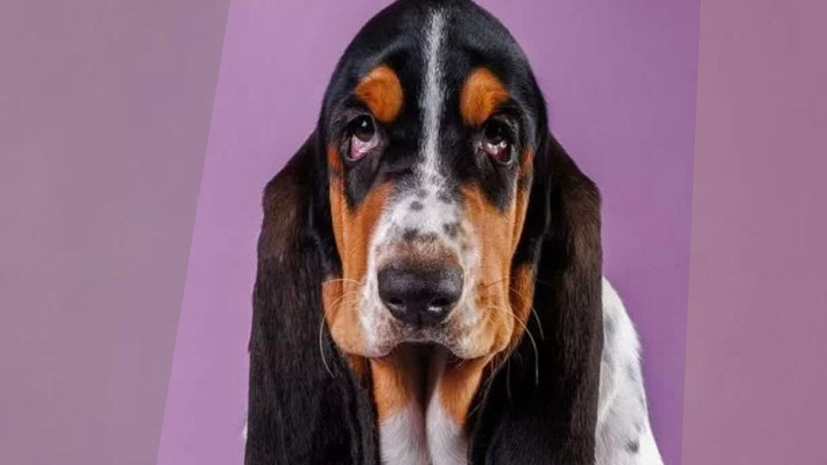 Managing Shedding and Dander to Reduce Puppy Odor