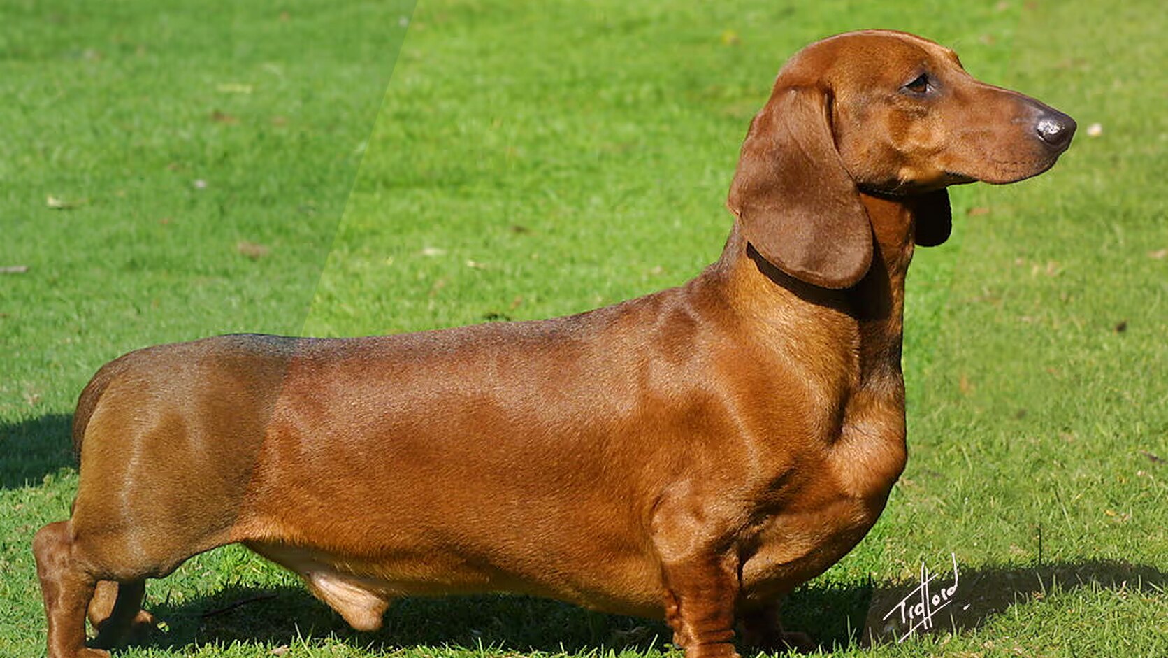 Mini vs. Standard Dachshunds: What’s the Difference?