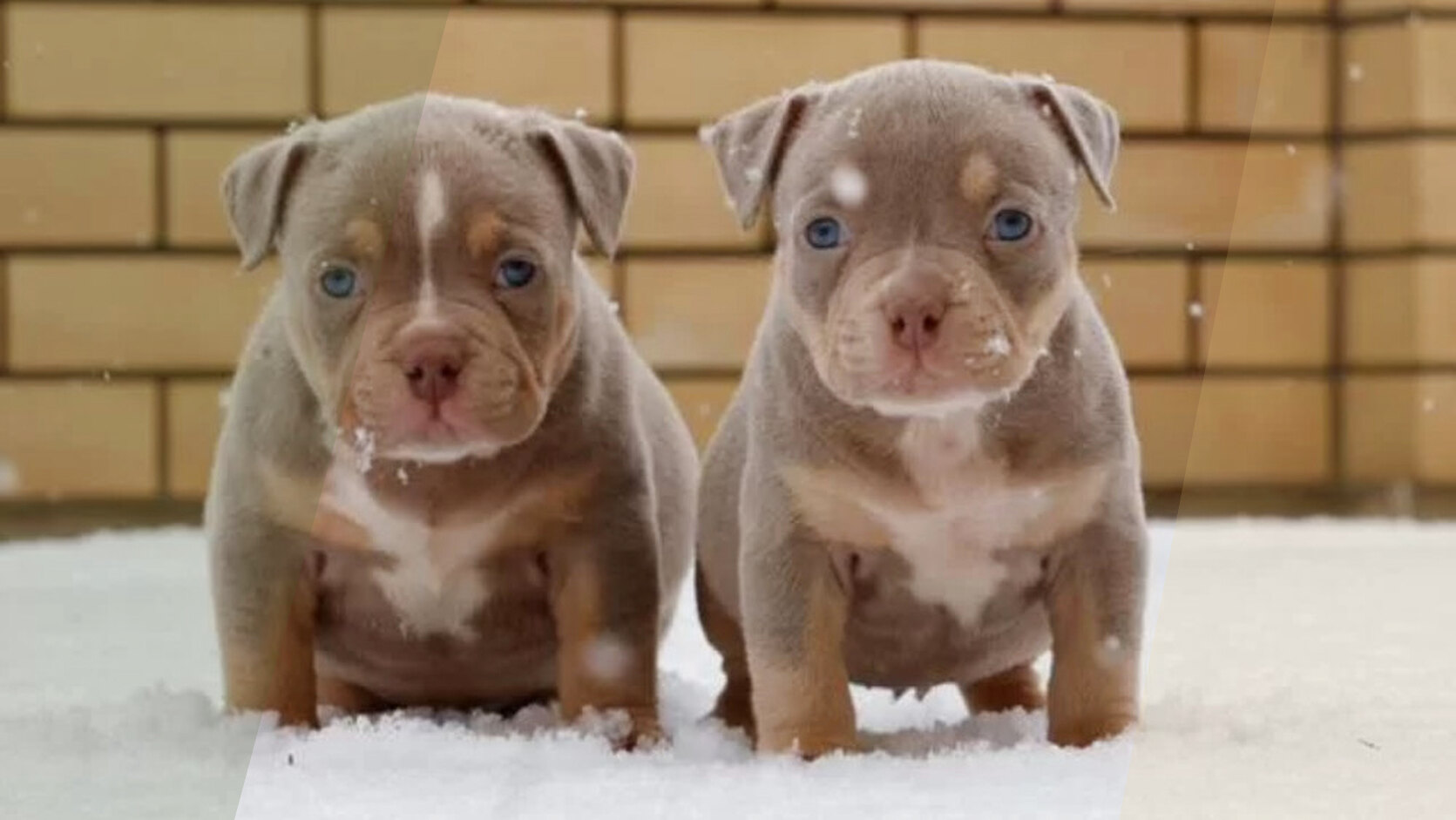 Most Popular Dog Breeds in Texas