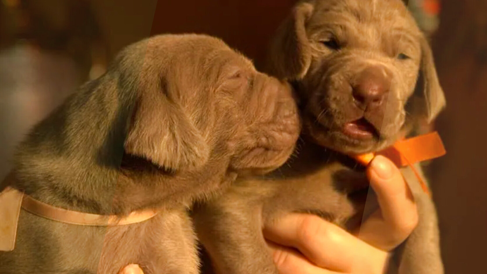 Natural Odor Eliminators for Professional Breeding Facilities