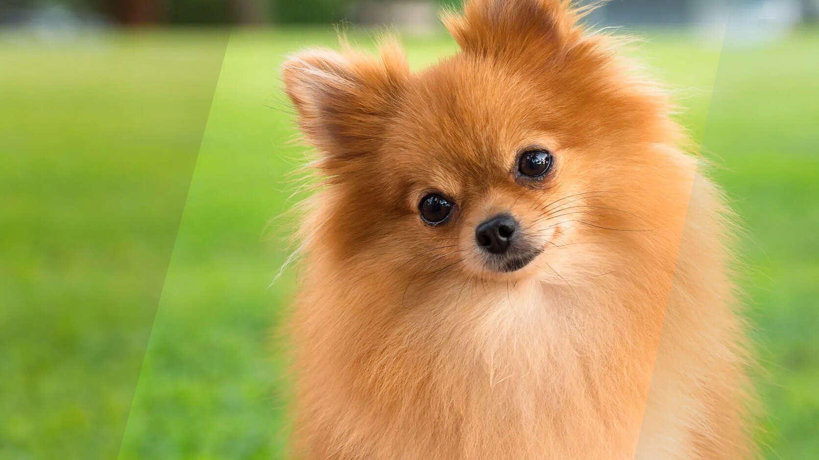 Pomeranian Puppies: Prices, Tips, and Everyday Life