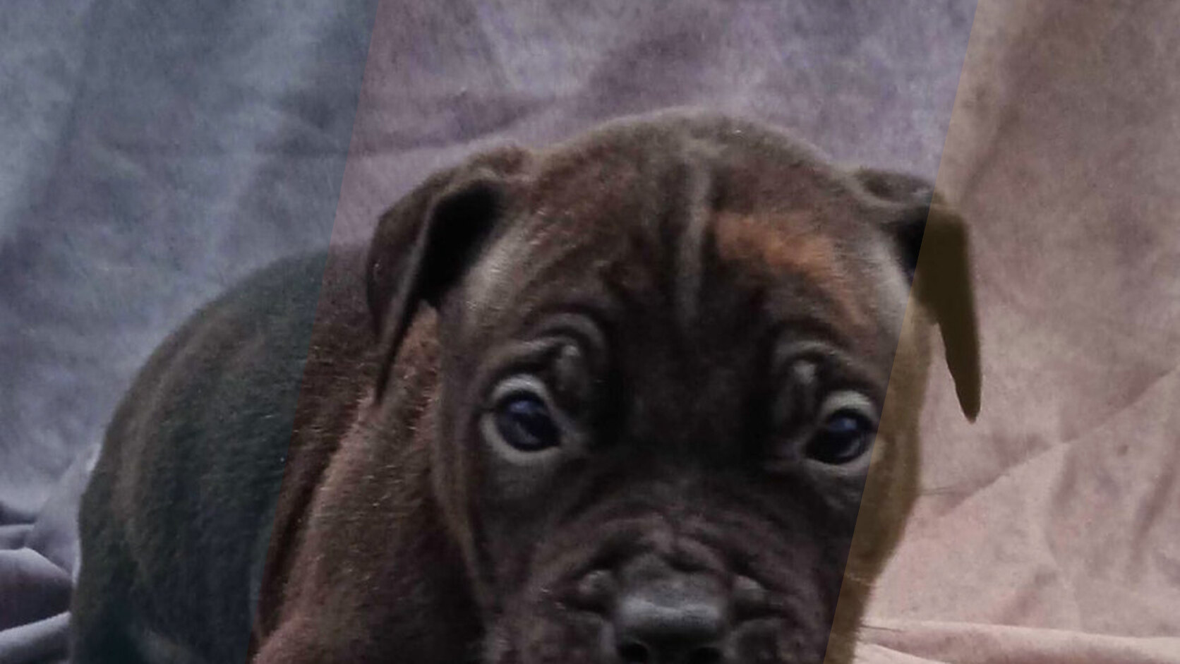 Getting Puppies "Buyer Ready": Bathing and Deodorizing Tips