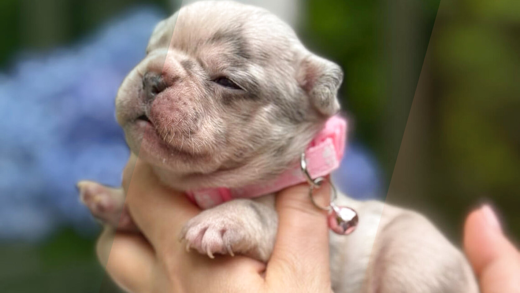 The Ultimate Puppy Feeding Schedule: How Much and How Often?