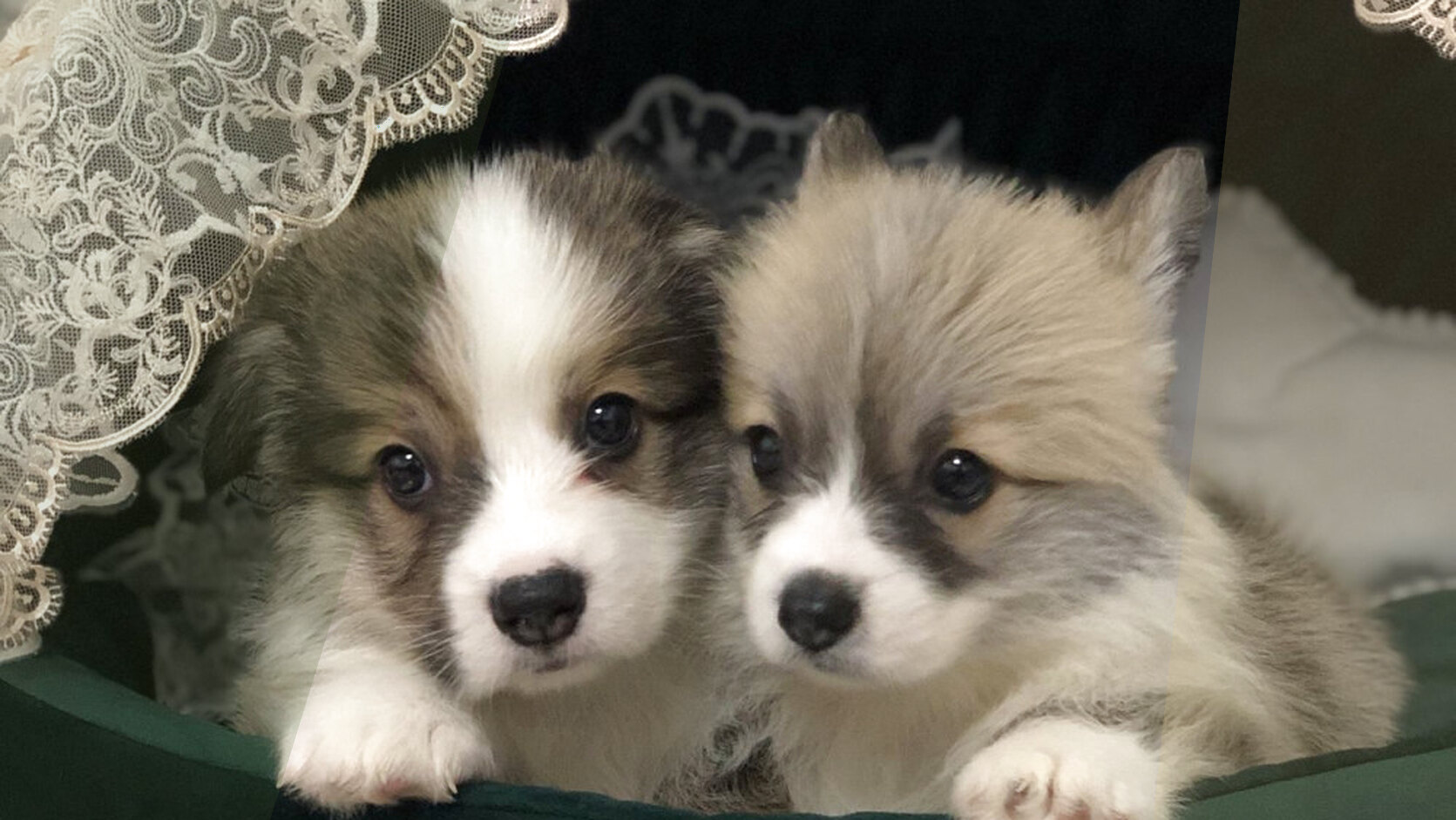 Photography Tips for Breeders