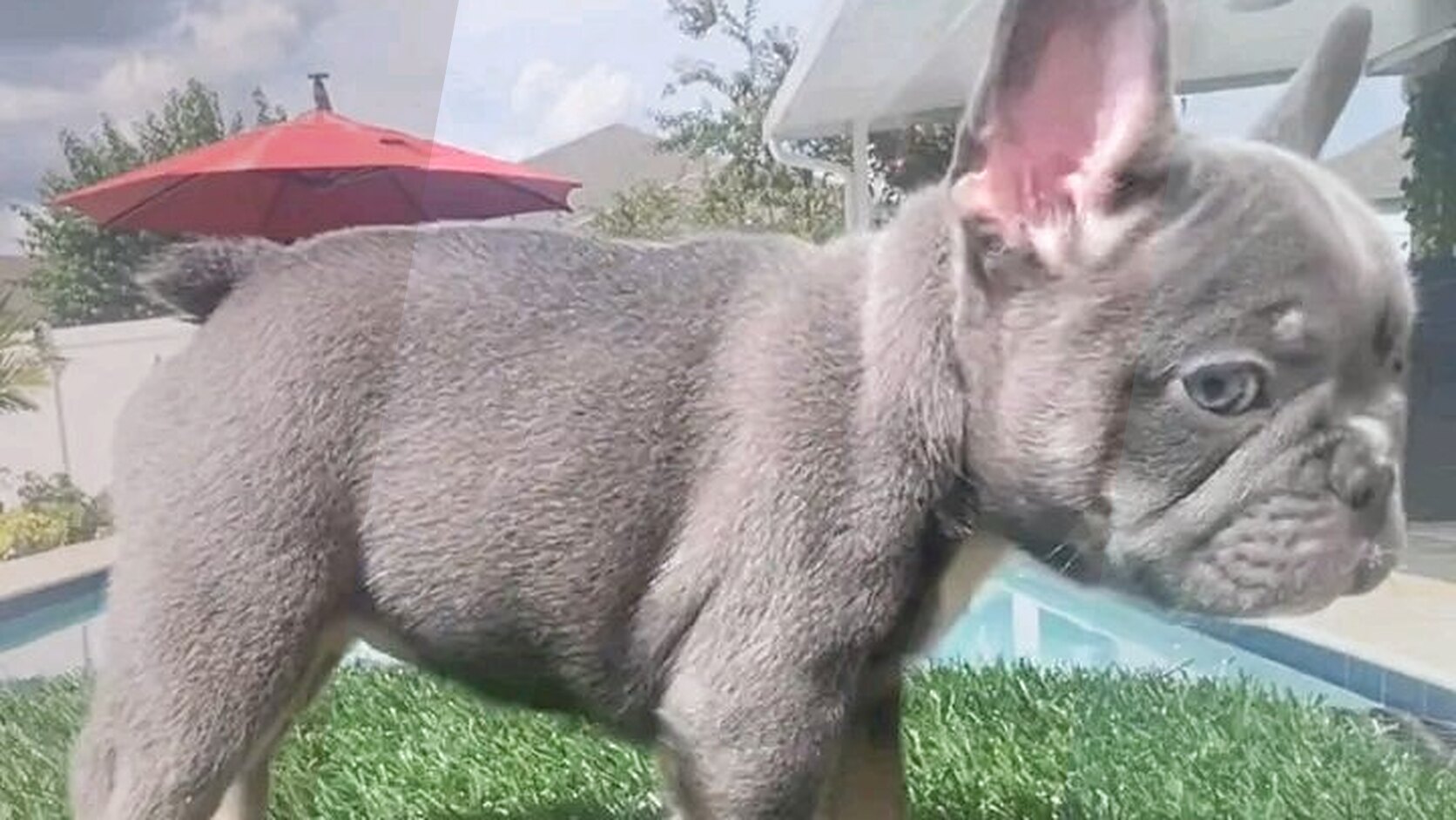 Teething and Puppy Biting