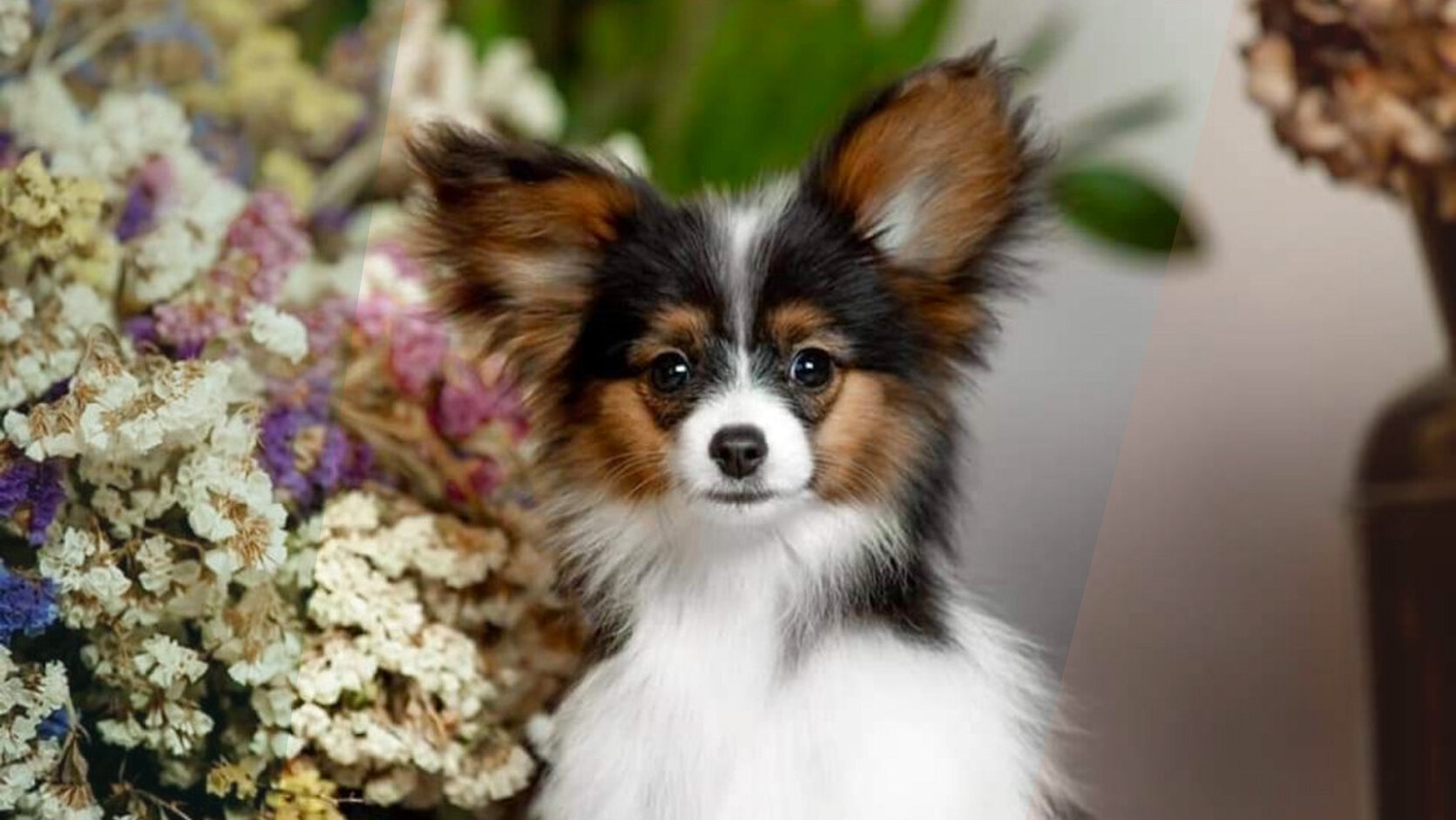 Puppy Vaccination Schedule: What Shots They Need and When