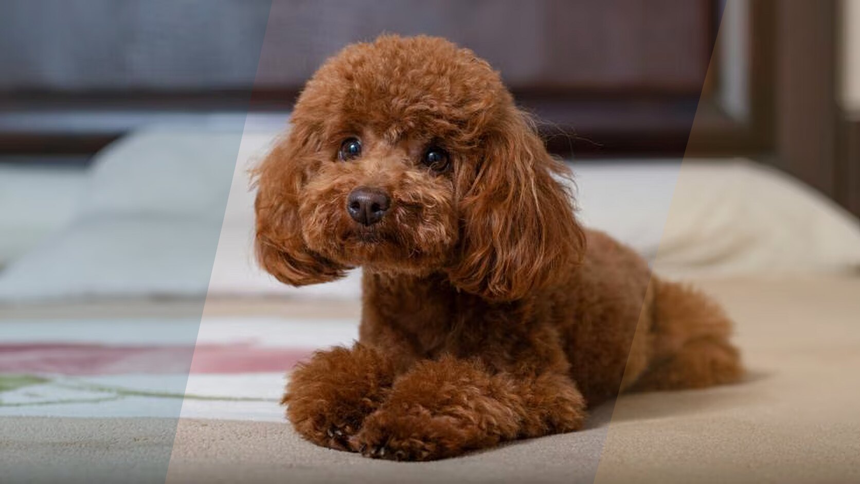 Raising a Poodle: What Every New Owner Should Know