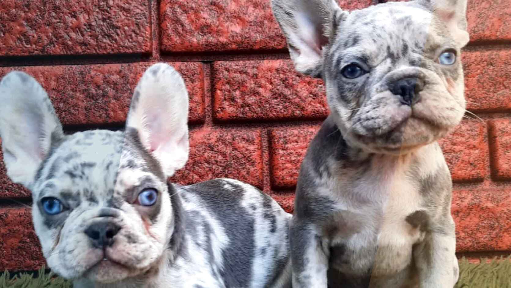 Red Flags to Watch for When Buying a Dog Online