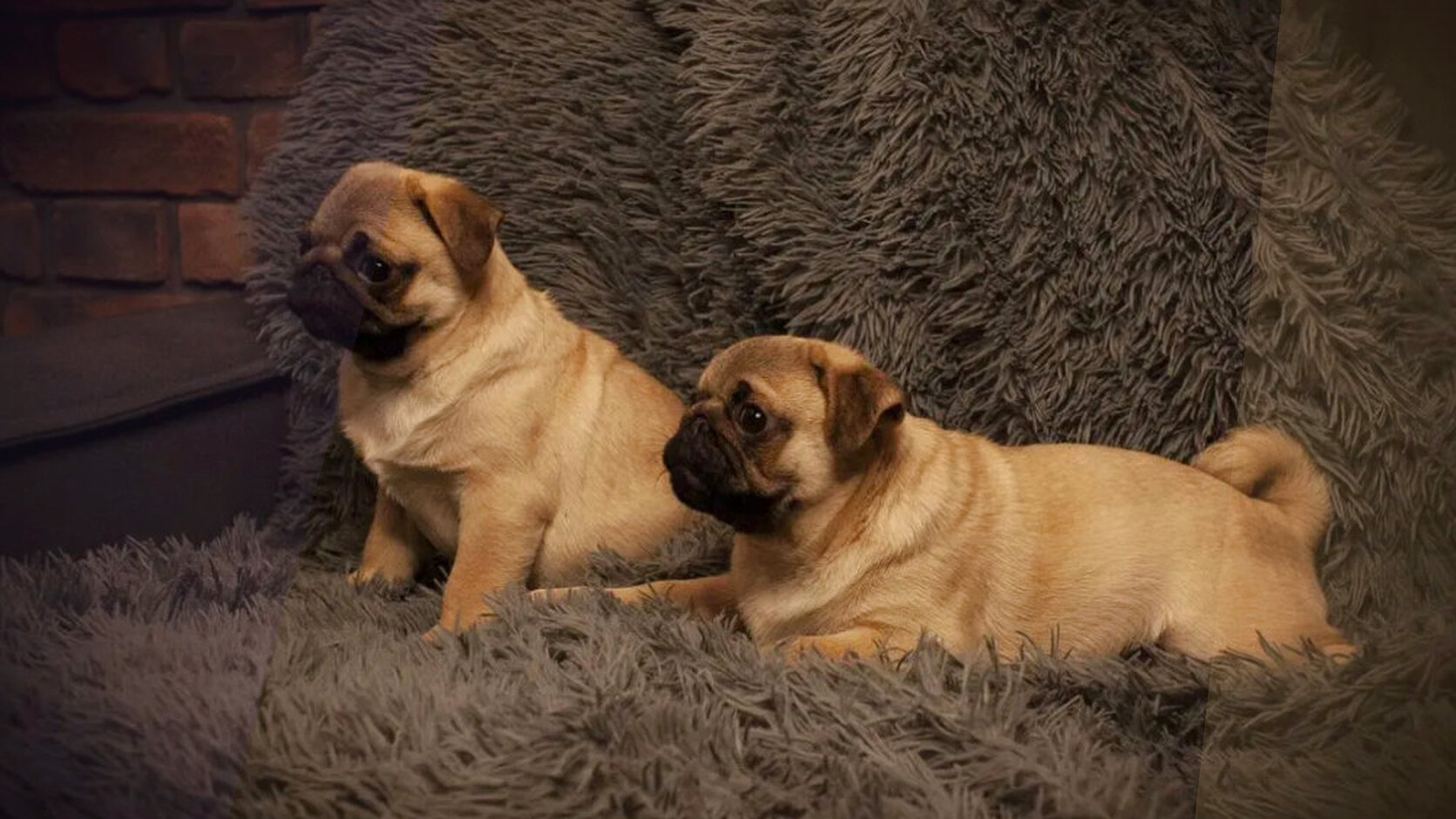 The First Week With a Puppy: Tips for First-Time Owners