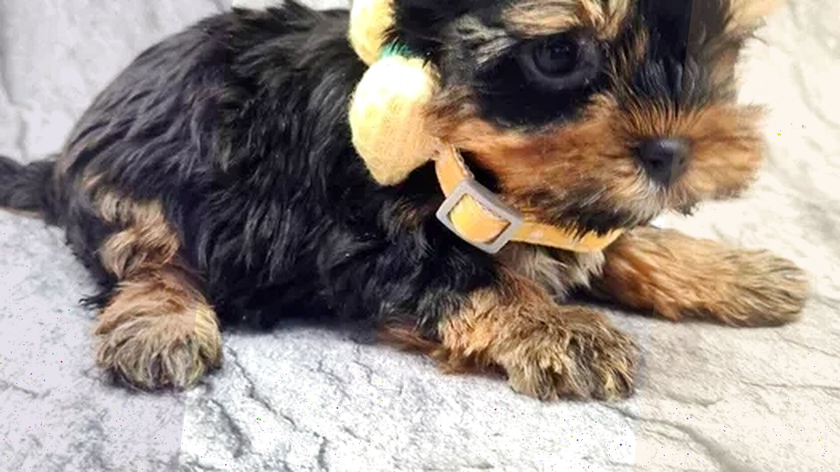 Top 10 Best Dog Breeds for Kids and Families
