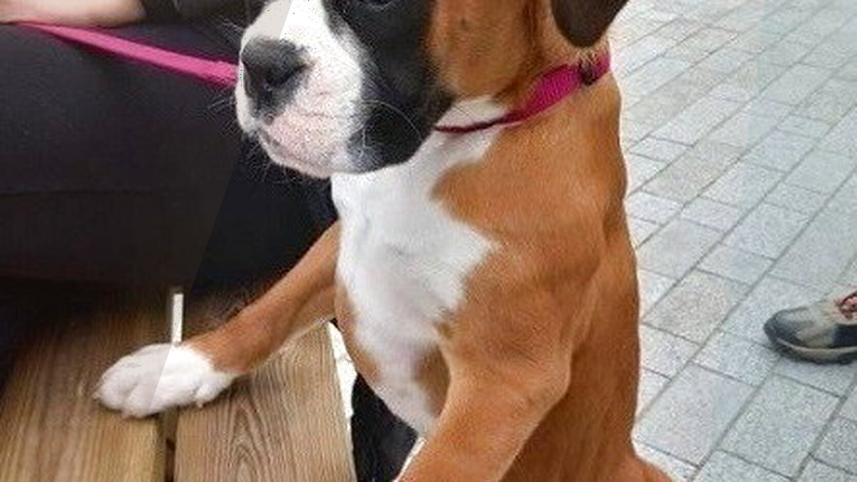 Top 10 Hypoallergenic Dog Breeds for Families