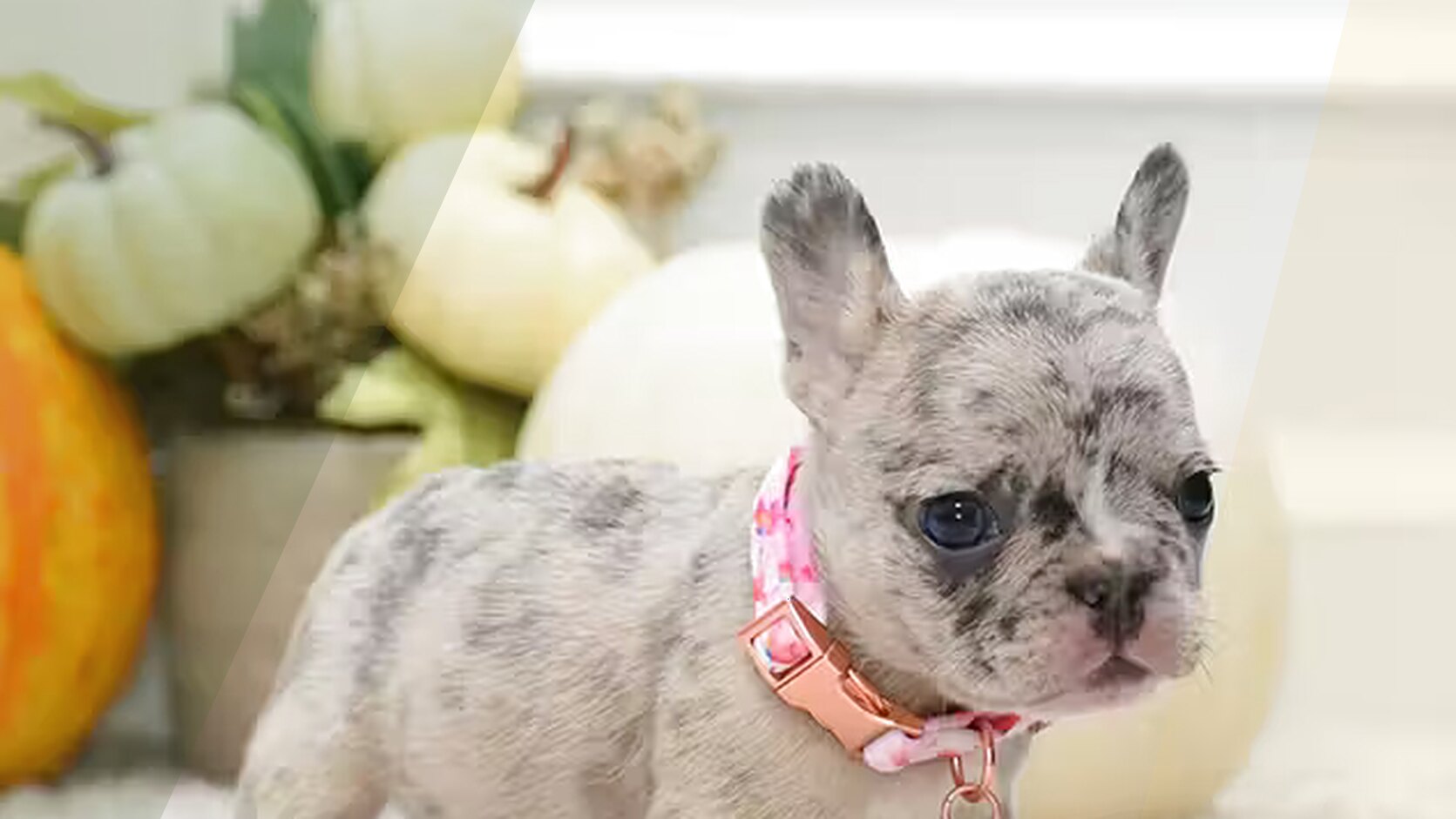 Top 10 Most Popular Dog Breeds This Year | PuppiesClub