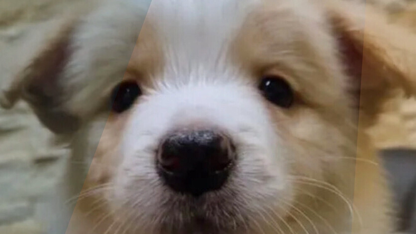 Top 5 Most Adopted Dog Breeds in 2025 (USA Edition)