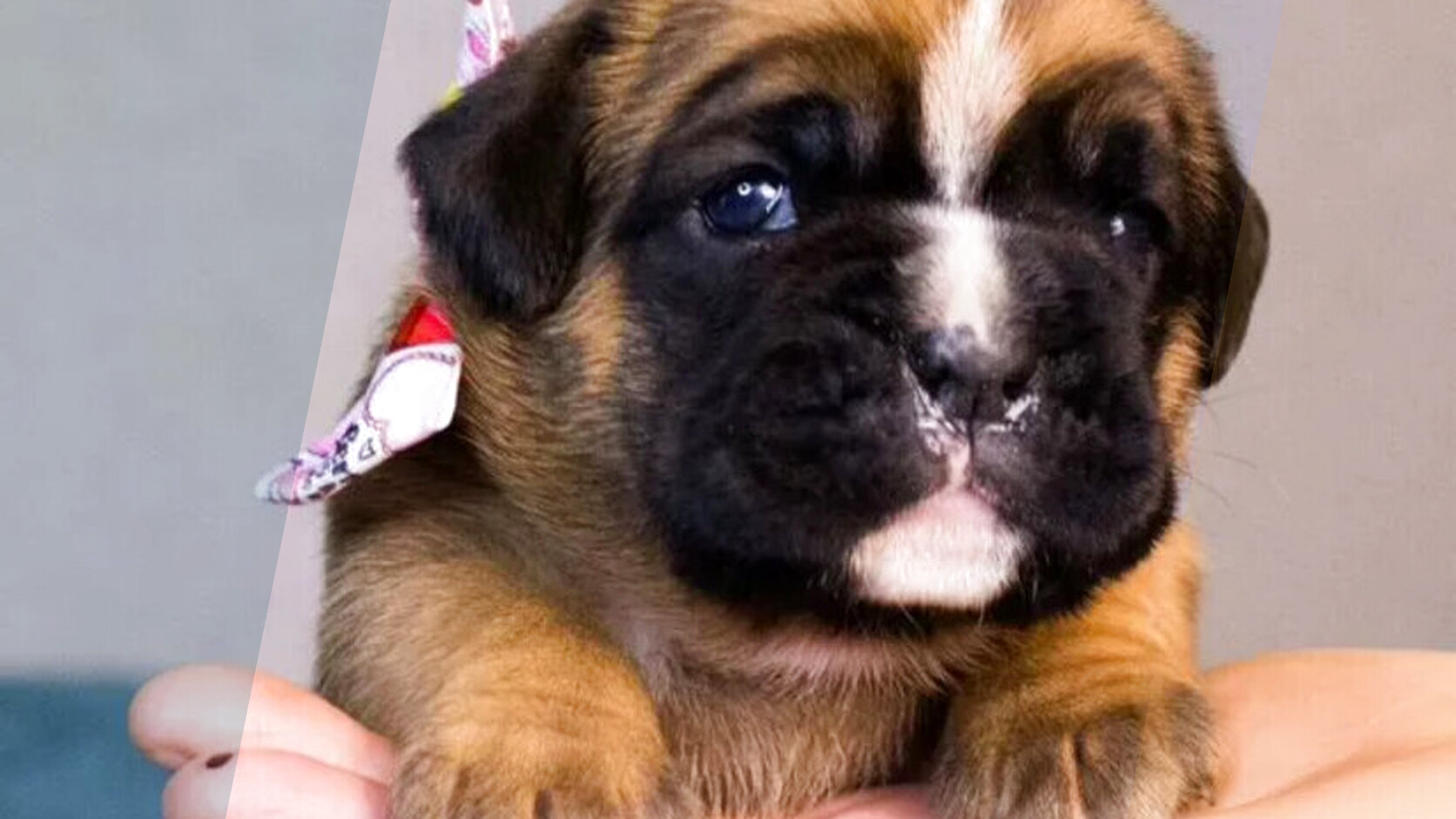 What Do You Need to Know Before Buying a Dog From an Ad?