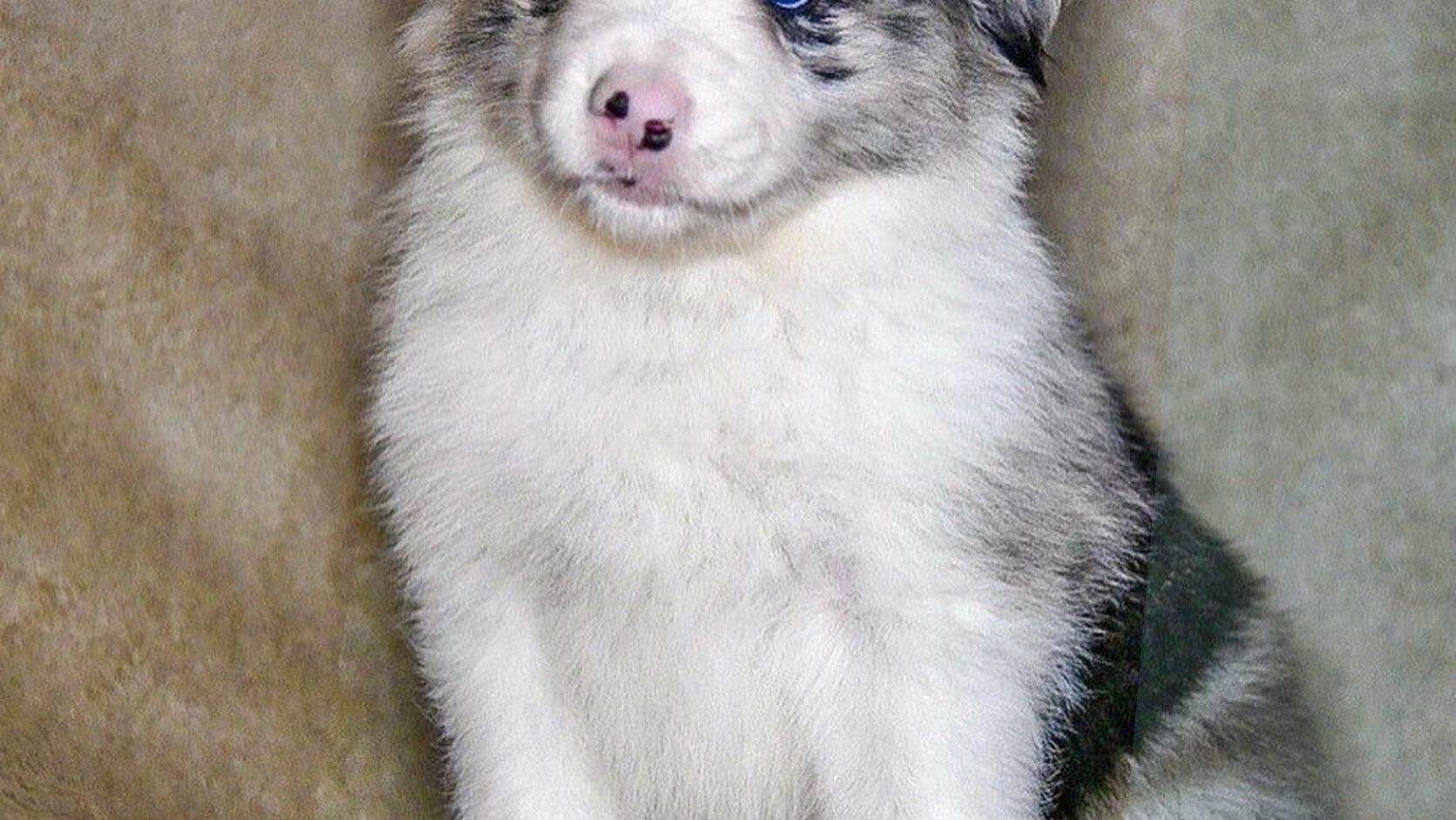 What Is the Best Season to Buy a Dog?