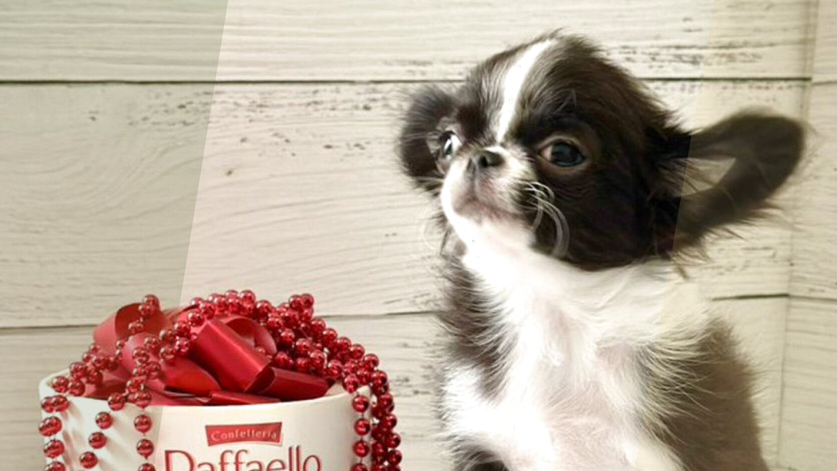 What Questions to Ask a Breeder When Buying a Puppy?