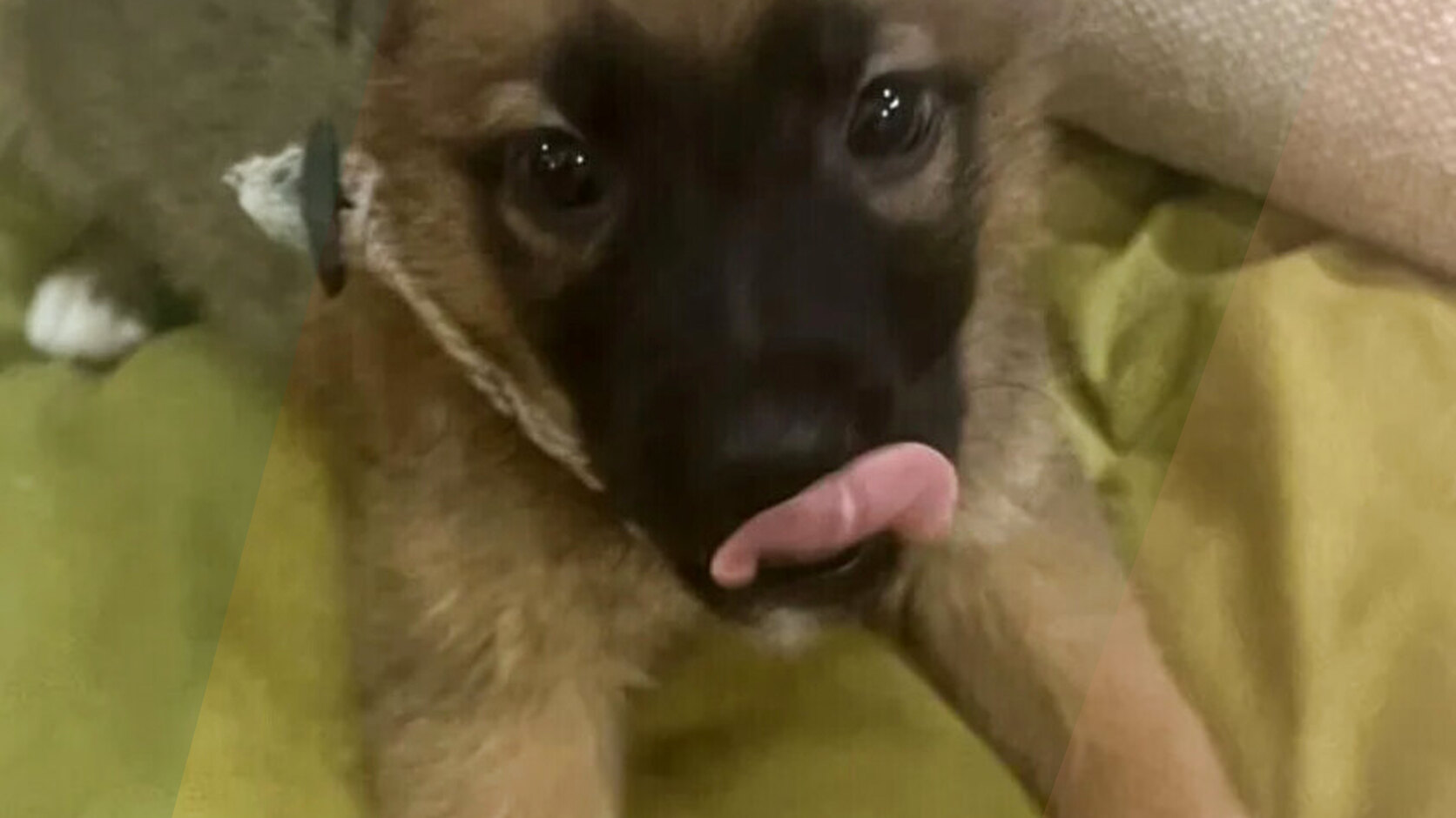 What to Ask a Breeder Before Buying a Puppy
