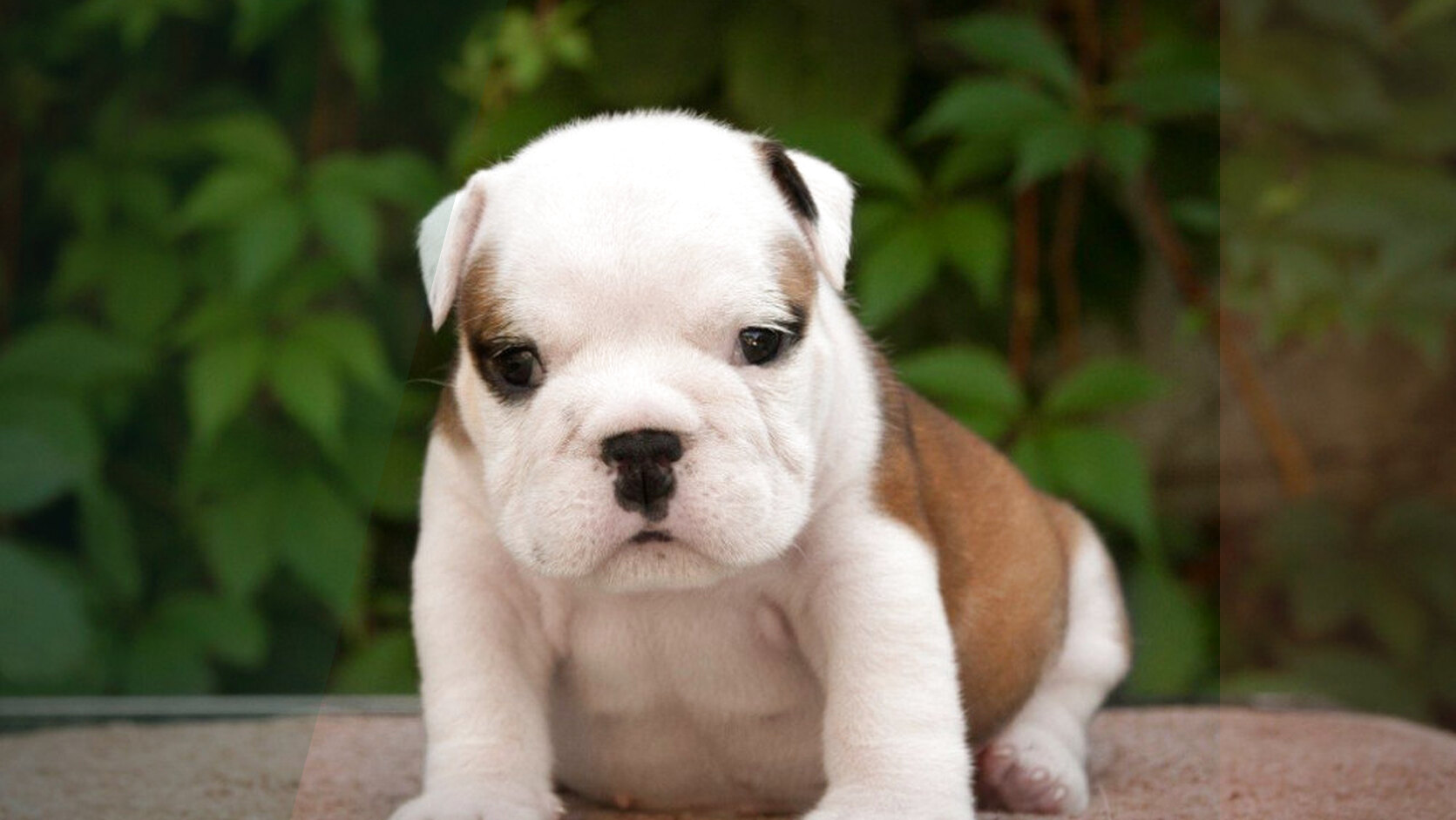 Eliminating Whelping Box Odors: A Blueprint for Freshness