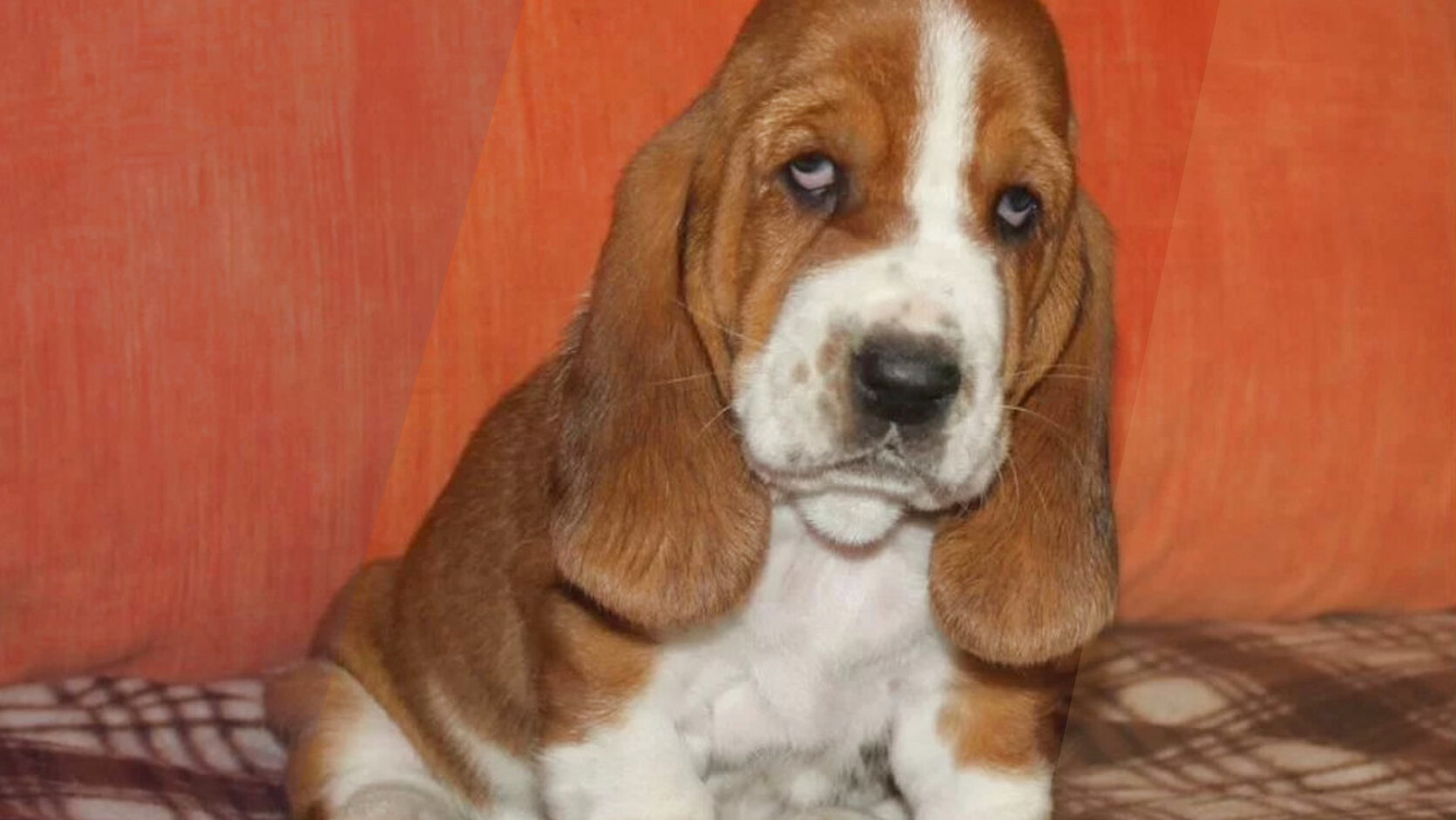 Where to Find Rescue Puppies for Adoption