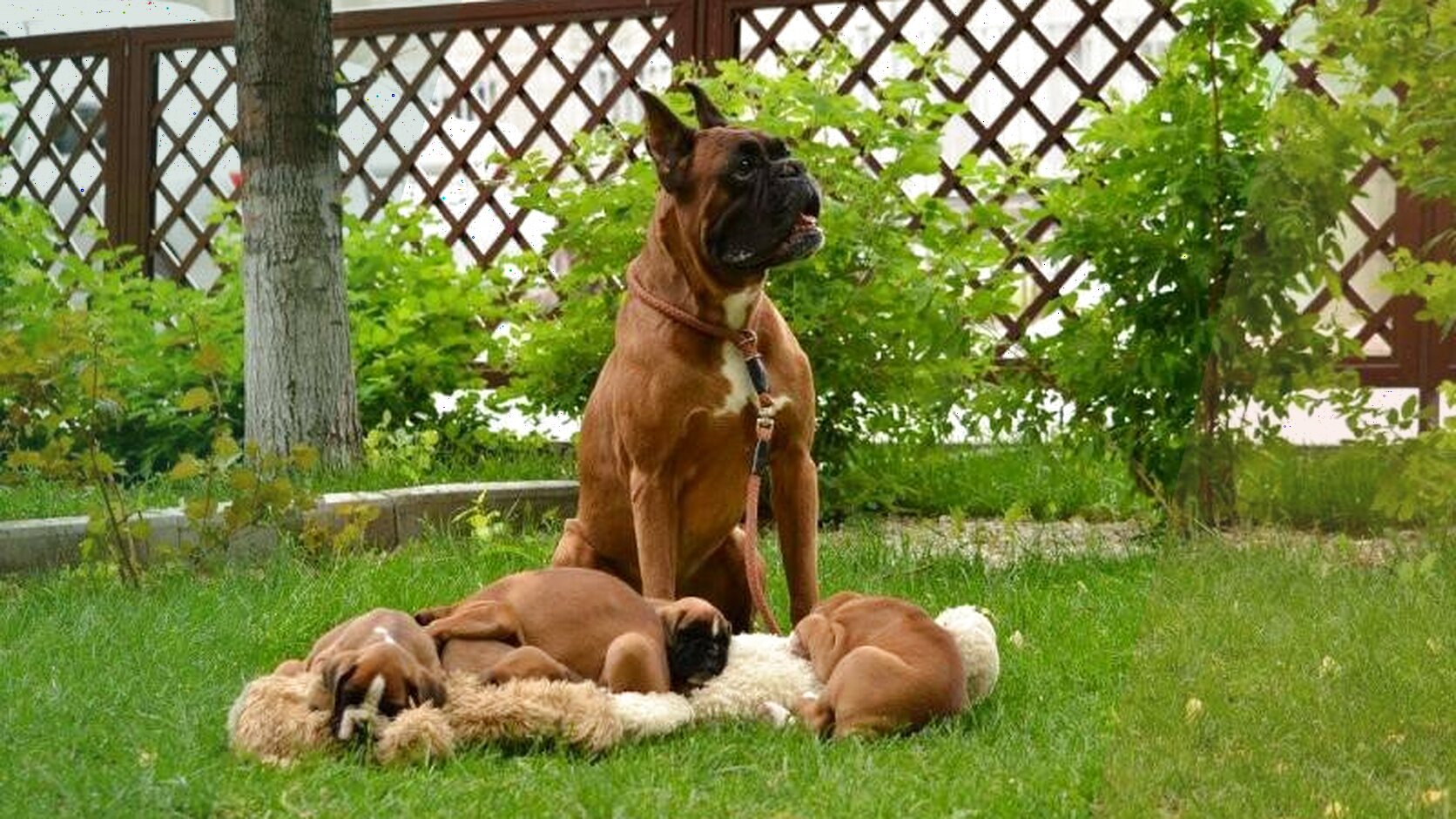 Where to Find Verified Dog Breeders Near Me in the USA