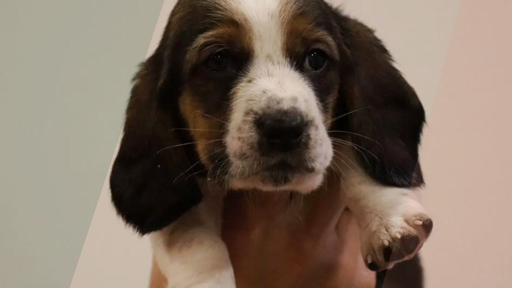 Which Breeds Are Best for Emotional Support and Therapy Work
