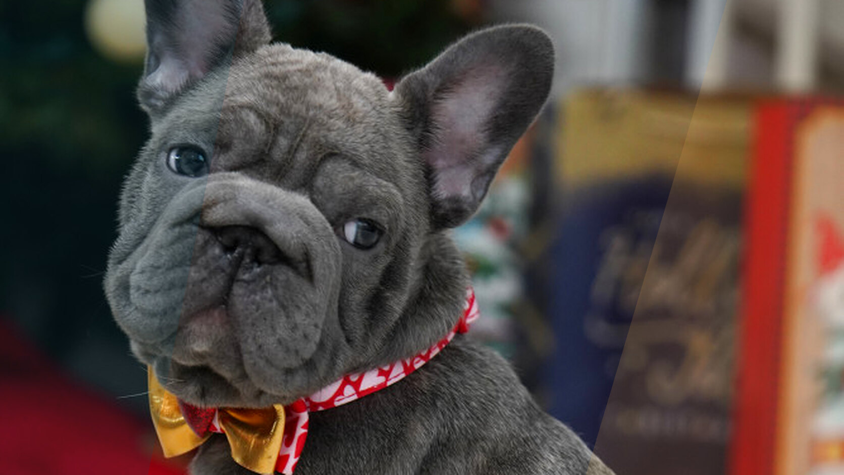 Which Dog Breeds Are Favorite in the USA