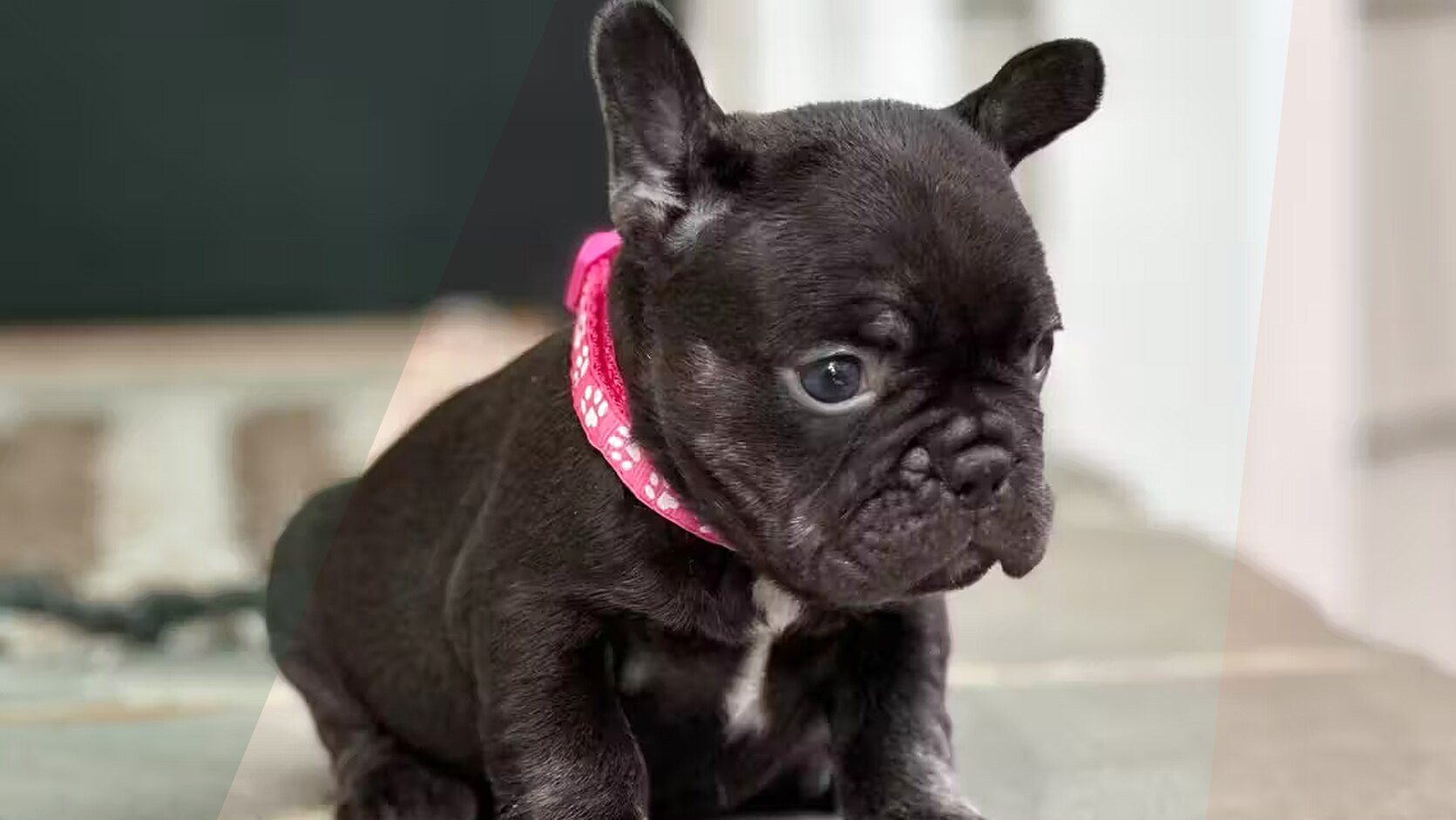 Why Do Dogs Chew and How to Stop It?