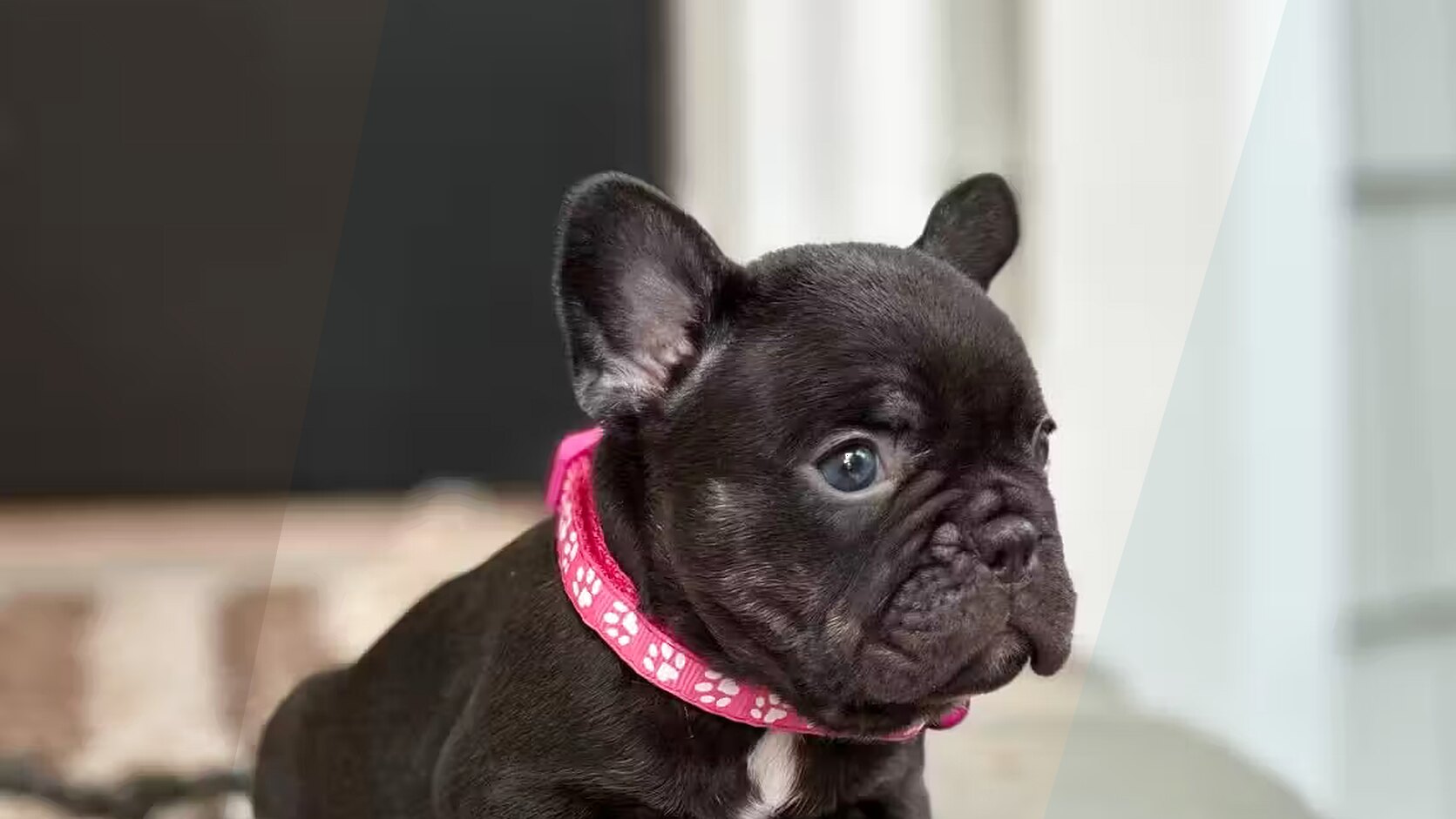Why Do Puppy Paws Smell Like Corn Chips?