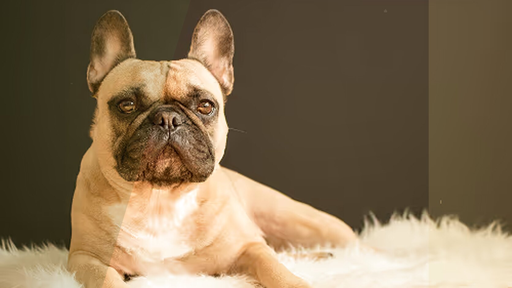 Why People Choose French Bulldogs