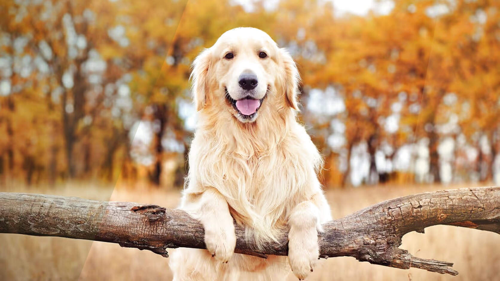 Why the Golden Retriever is the Perfect Family Dog