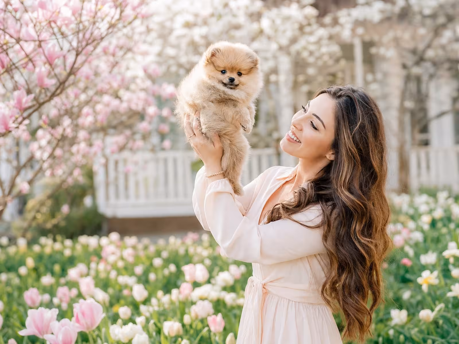 Pomeranian Puppies: Prices, Tips, and Everyday Life