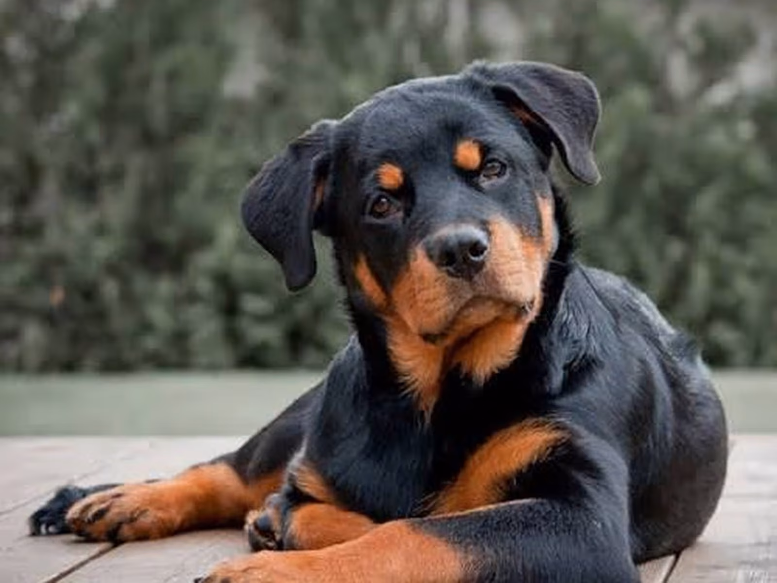 Rottweiler