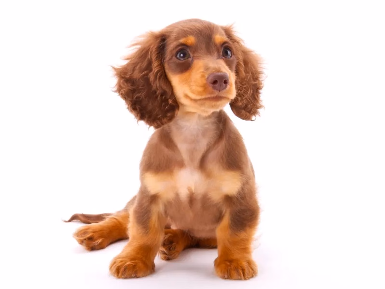 Dachshund
