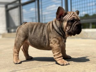 Female Blue Fawn Big Rope