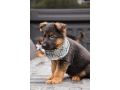 german-shepherd-puppy-from-atlanta-small-2