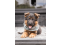 german-shepherd-puppy-from-atlanta-small-0