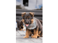 german-shepherd-puppy-from-atlanta-small-3