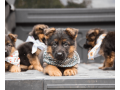 german-shepherd-puppy-from-atlanta-small-1