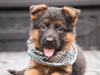 German Shepherd puppy from Atlanta