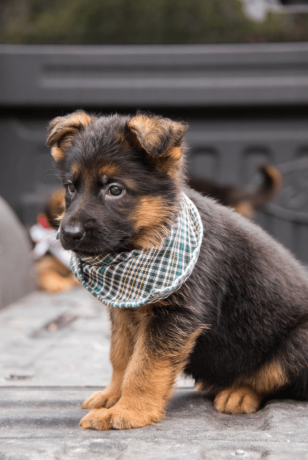 german-shepherd-puppy-from-atlanta-big-2