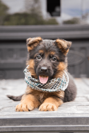 german-shepherd-puppy-from-atlanta-big-0