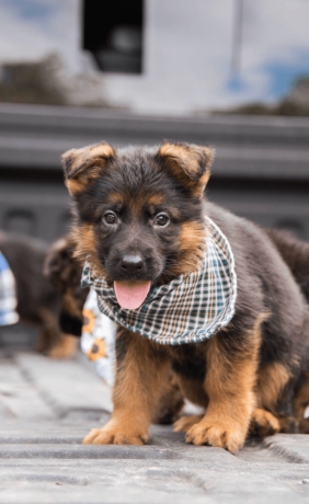 german-shepherd-puppy-from-atlanta-big-3