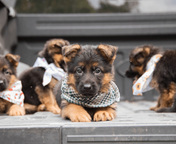 german-shepherd-puppy-from-atlanta-big-1