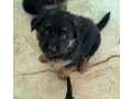 german-shepherd-puppy-for-sale-in-florida-small-0