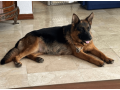 german-shepherd-puppy-for-sale-in-florida-small-4