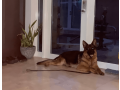 german-shepherd-puppy-for-sale-in-florida-small-2