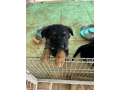 german-shepherd-puppy-for-sale-in-florida-small-1