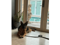 german-shepherd-puppy-for-sale-in-florida-small-3